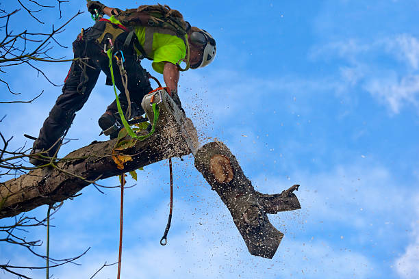 Mulching Services in West Jefferson, NC